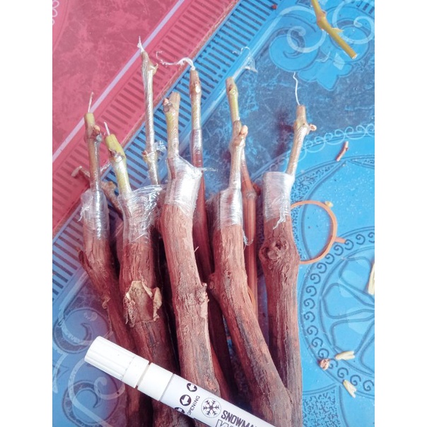 Cutting Grafting All Varian Ninel Jupiter Trans Everest Catting Bibit Anggur Siap Tanam isi 5 batang