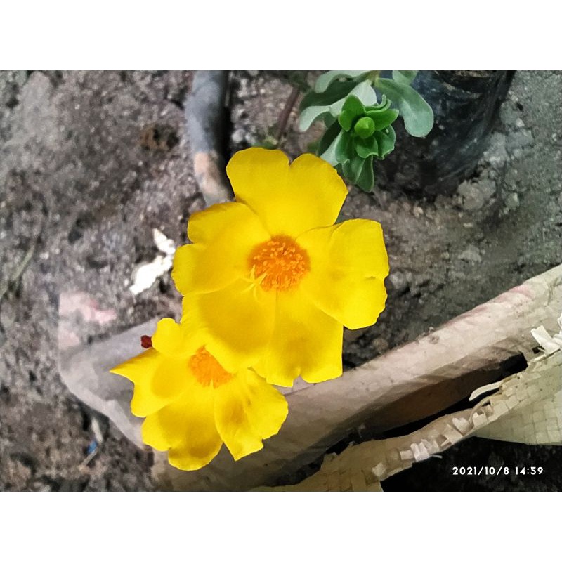 krokot bunga warna kuning