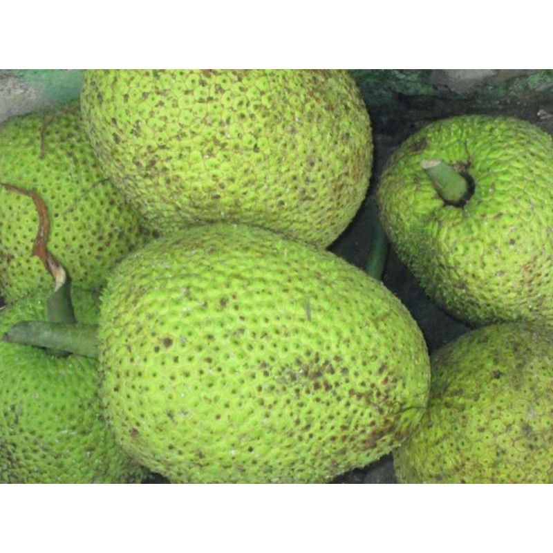

Buah Sukun /1buah dijual di warunkjuni