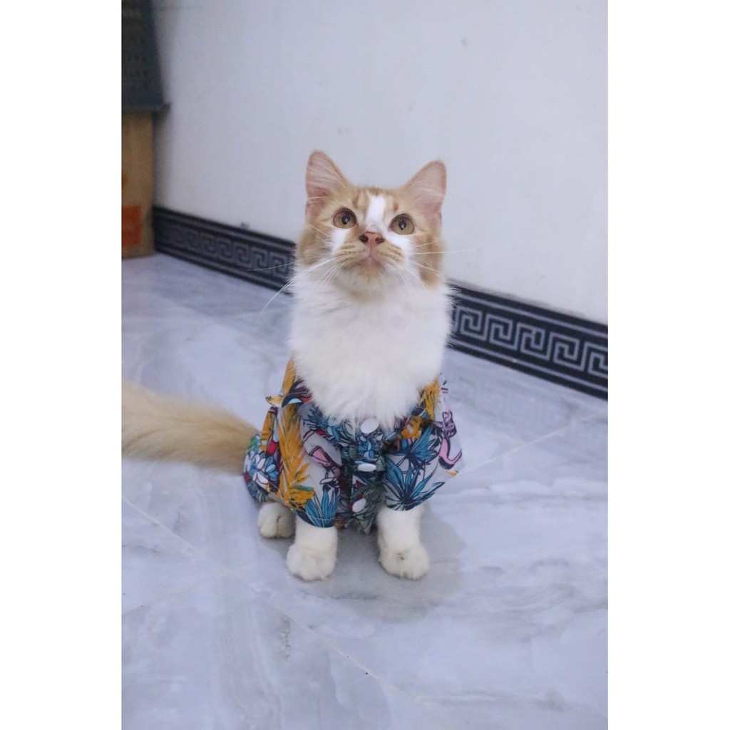 [Bahan adem] baju pantai kuning lucu untuk kucing dan anjing / baju kucing murah size S M L XL