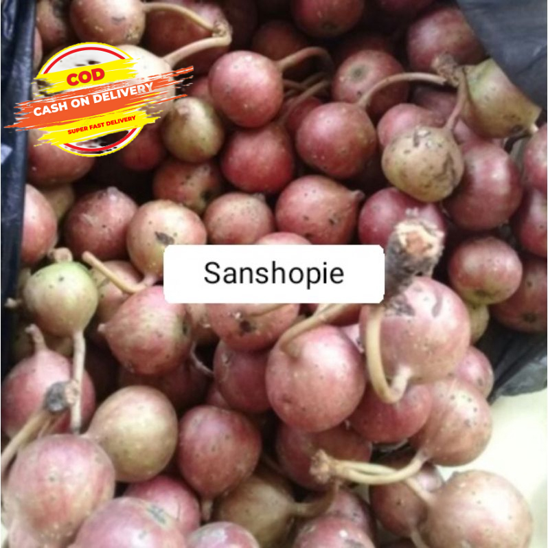 

Buah kondang atau gondang segar 1 kg
