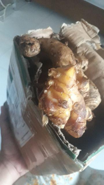 Rimpang Bangle / Panglai 1kg Obat Herbal