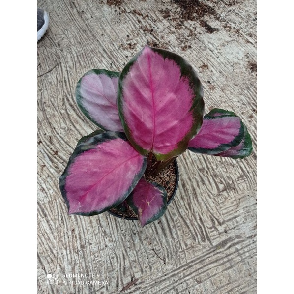 (READY STOCK SEMARANG) CALATHEA CRIMSON MIN DAUN 5 CANTIK WARNA UNGU CANTIK