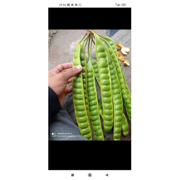 

Pete / Peuteuy/ Petai super Perpapan murah