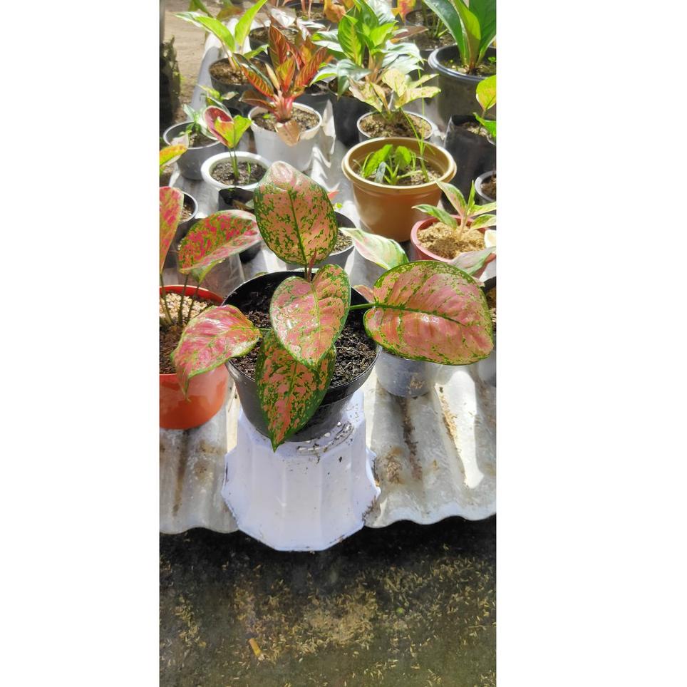 Special Price.. Aglonema lady valentine ruby valentine rubi valentine murah (BISA COD)