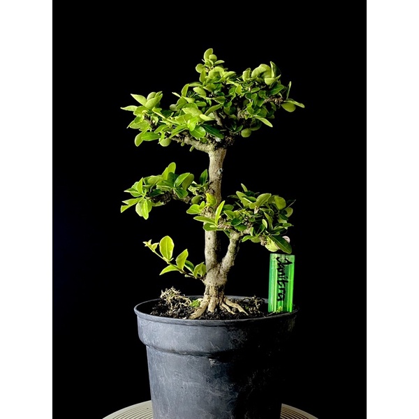 Bonsai sianci jadi siap pajang