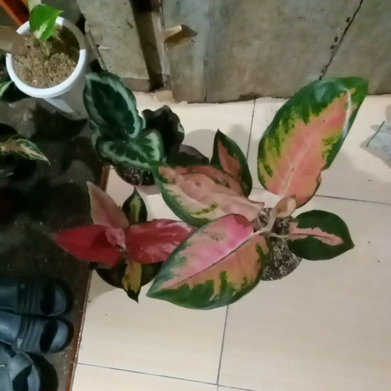 aglonema suksom pelangi,red kochin, marion