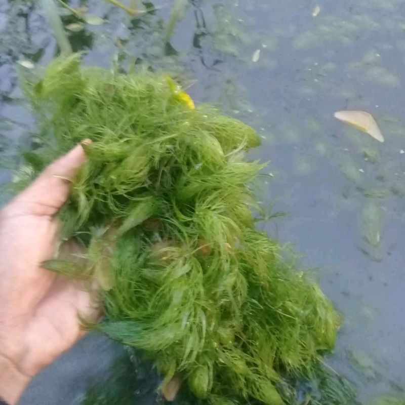 Tanaman Air Ekor Tupai TERMURAH / ganggang aquarium