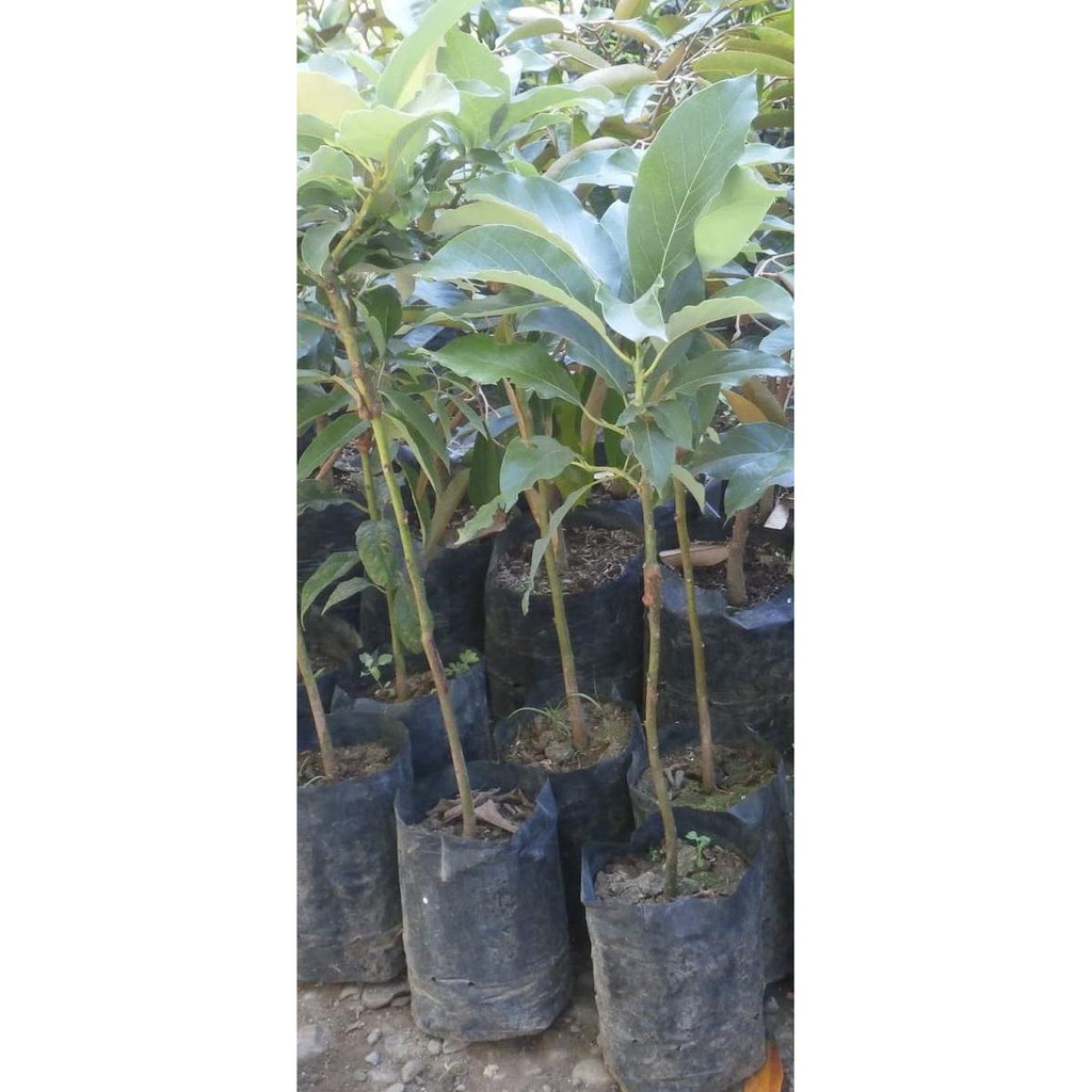 Tanaman Bibit Buah Alpukat Aligator Restock
