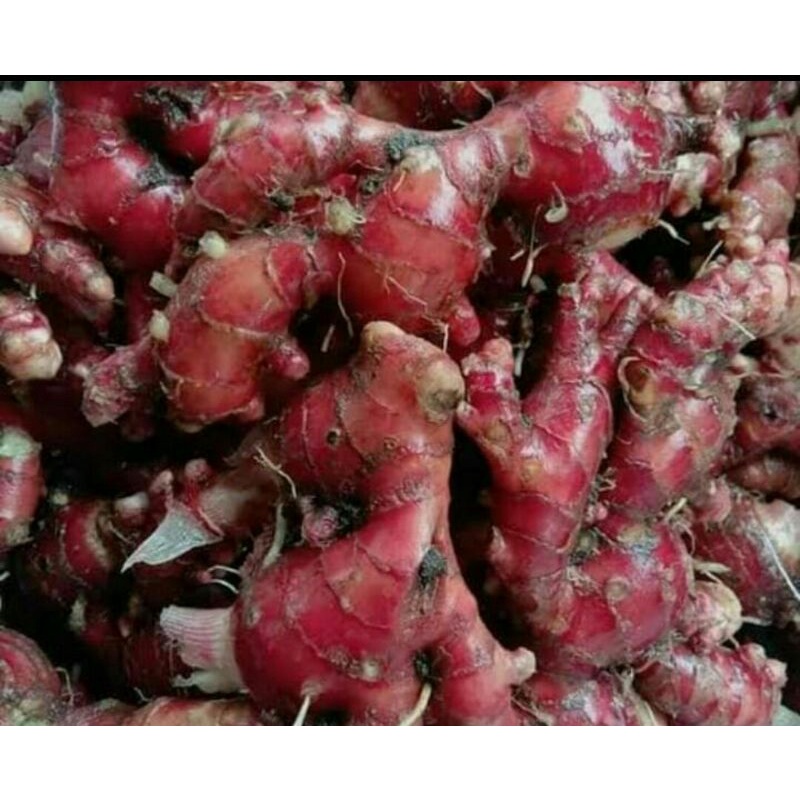 

1KG JAHE MERAH SEGAR FREE DUS TAMBAHAN