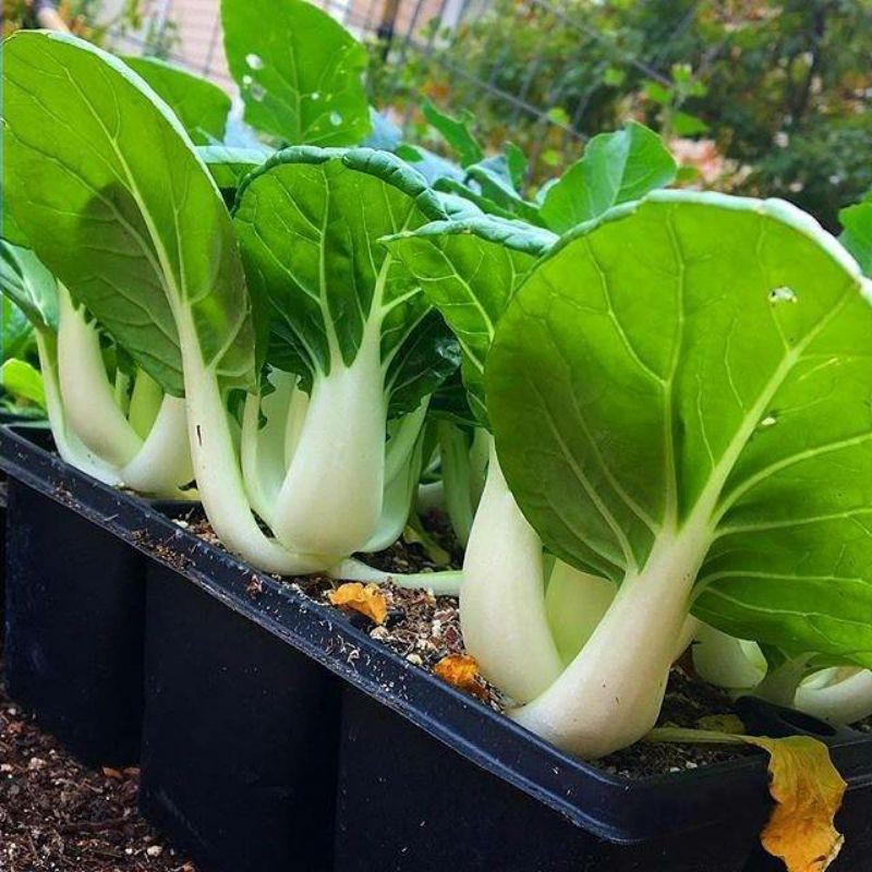 100 Biji Benih Pakcoy NAI BAI | Pai Tsai Nai Bai | Benih Sayuran | Bibit Sayuran