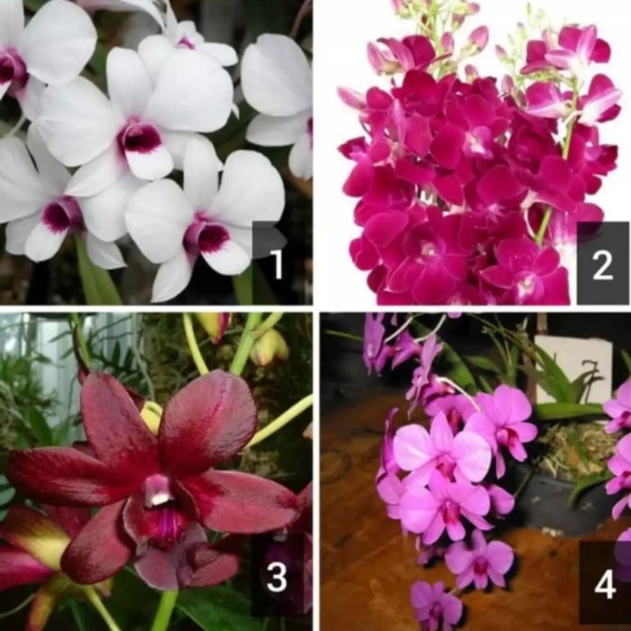 Paket 4 Seedling Anggrek Dendrobium Hybrid (Tanaman Hidup-Bunga Hidup Rumah)