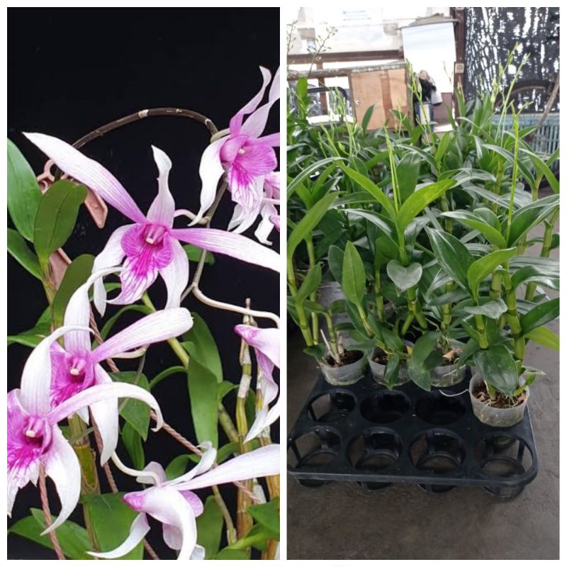 caesar sanan white  dewasa