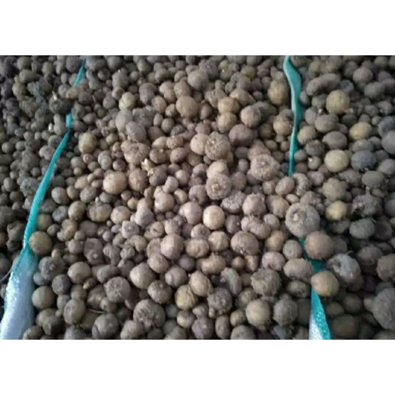 BIBIT PORANG 1KG ISI 100-200 BIJI BIBIT UMBI KATAK MINI DORMAN KARANTINA