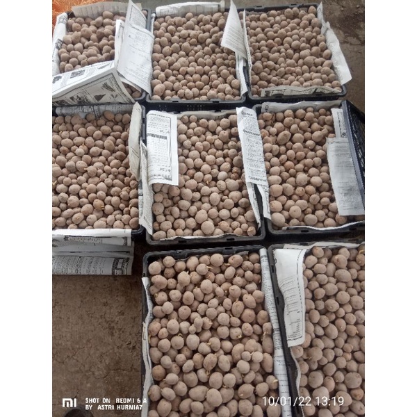 Jual Bibit kentang g2 granola L per krat(15kg) Shopee Indonesia