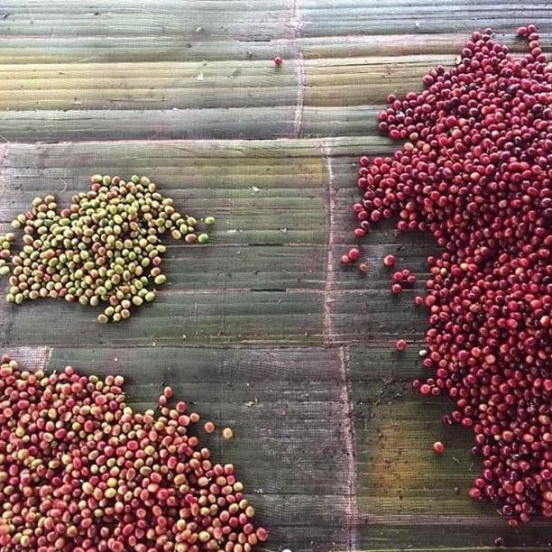 

`````````] Mokhabika Specialty Coffee Gayo Kawanda Dry 450 Gr