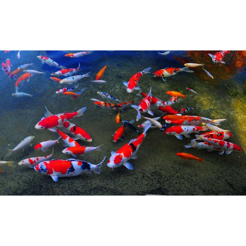 kapas bio foam filter kolam dan aquarium/biofoam lembaran 1x1