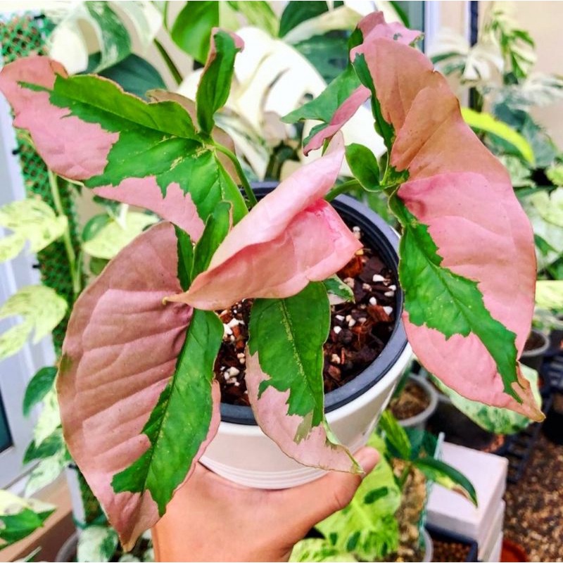 Syngonium Pink Lava/ syngonium / singonium / syngonium pink / singonium pink / singonium pink splash