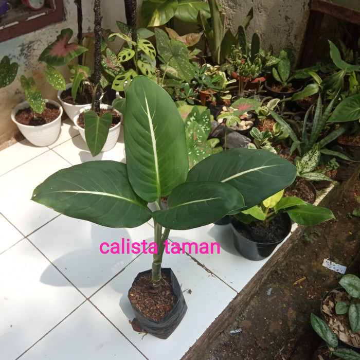 pohon hia,blanceng neon,/pohon blanceng neon