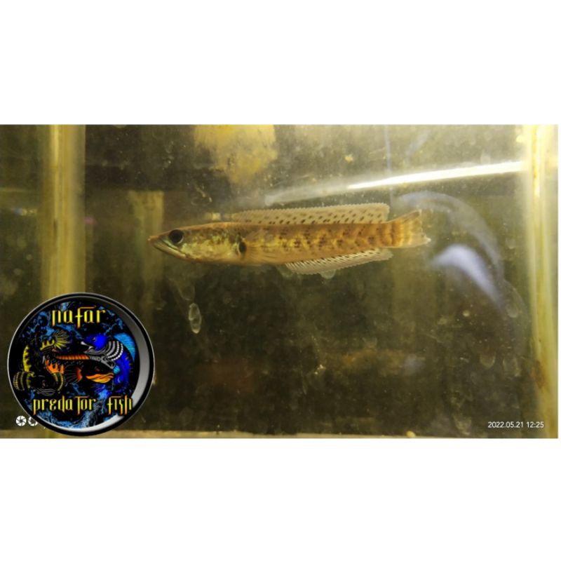 IKAN CHANNA BABY AURANTI UK 6-7CM