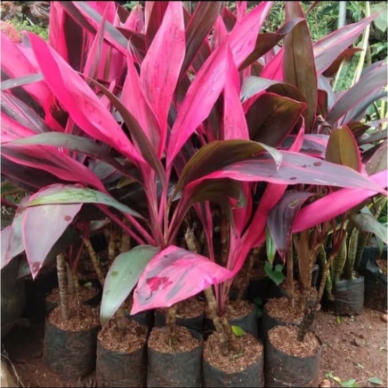 tanaman hanjuang daun merah