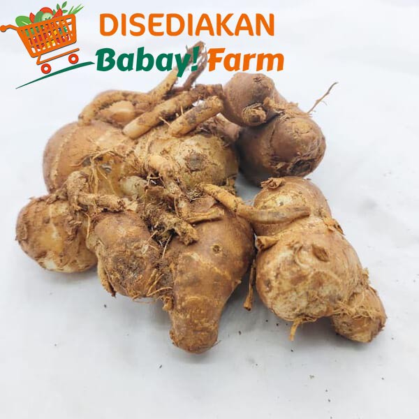 

Kencur 250 gram
