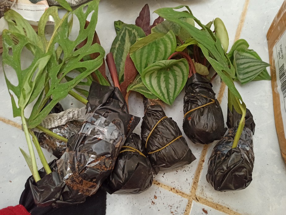 Bibit Tanaman Hias Monstrea Janda Bolong