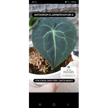 anthurium clarinervium ori + packaging