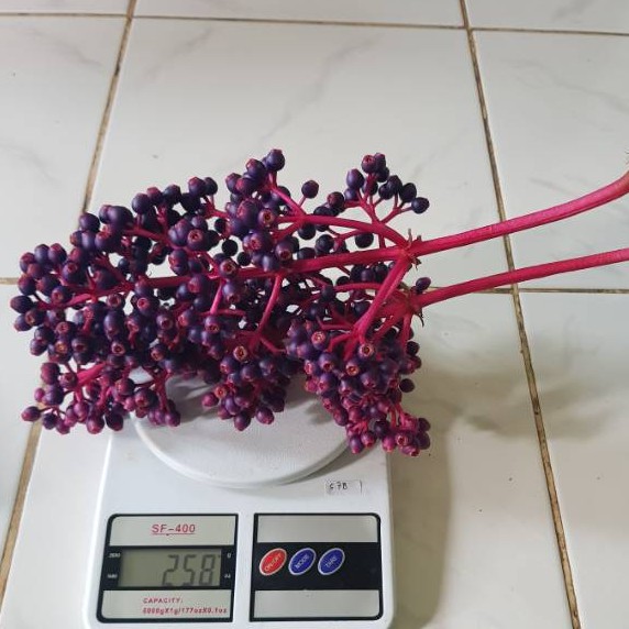 500 GRAM BUAH PARIJOTO UNTUK PROMIL UNTUK IBU HAMIL BUAH PARIJOTHO ASLI MURIA FRESH