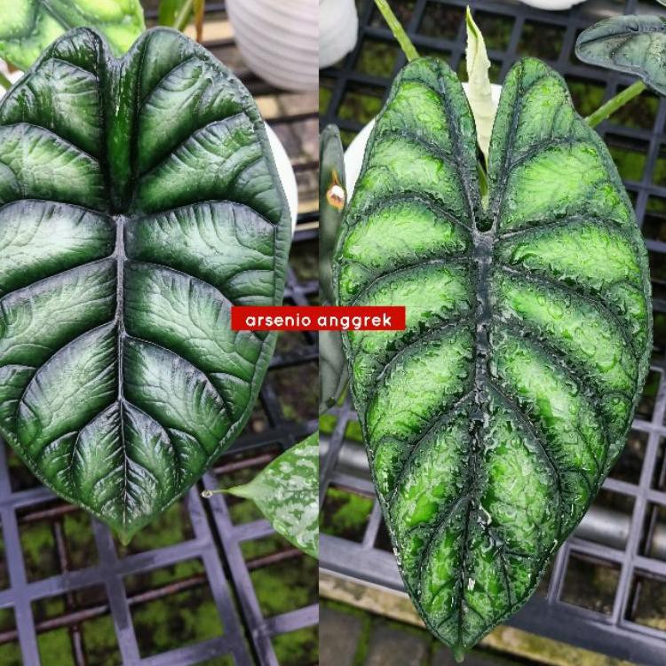 Star 2.2 Bonggol/Umbi Alocasia Dragon Scale dan Alocasia Dragon Silver