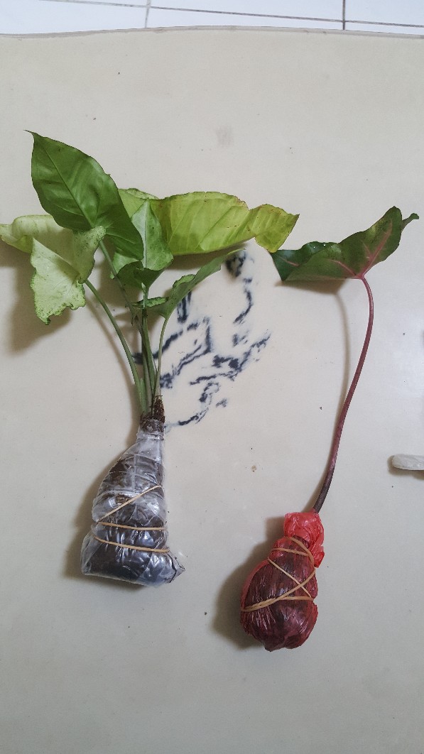 Tanaman Hias Singonium Tisu Sp