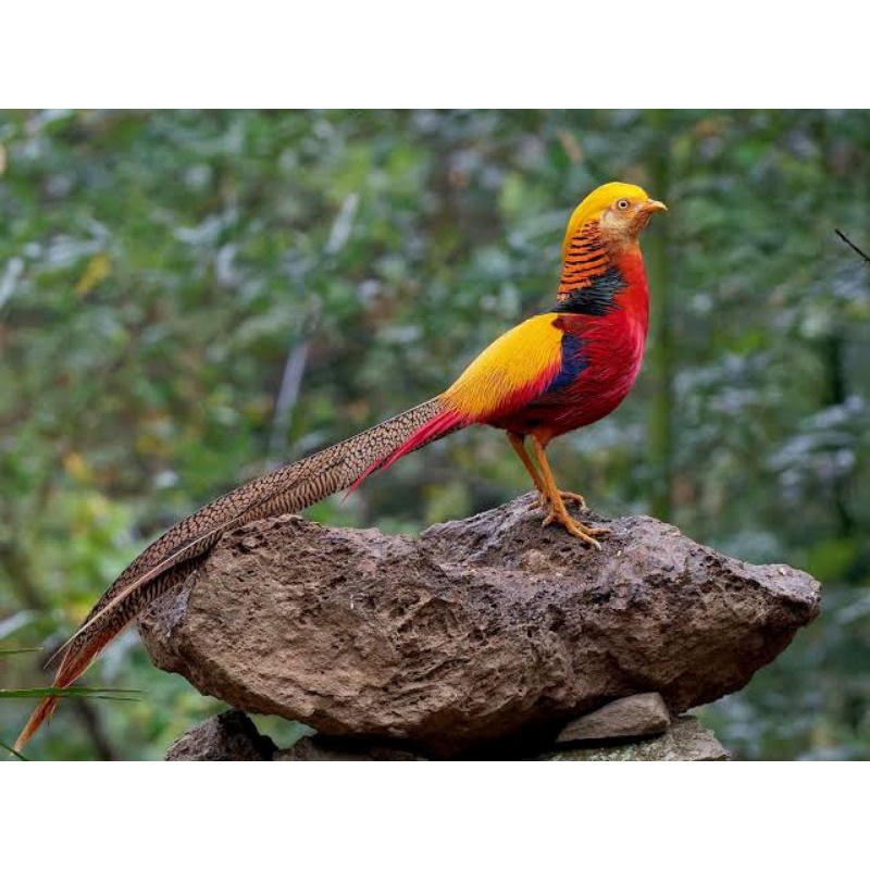 TELUR AYAM RINGNECK GOLDEN PHEASANT / AYAM HIAS SIAP DITETASKAN