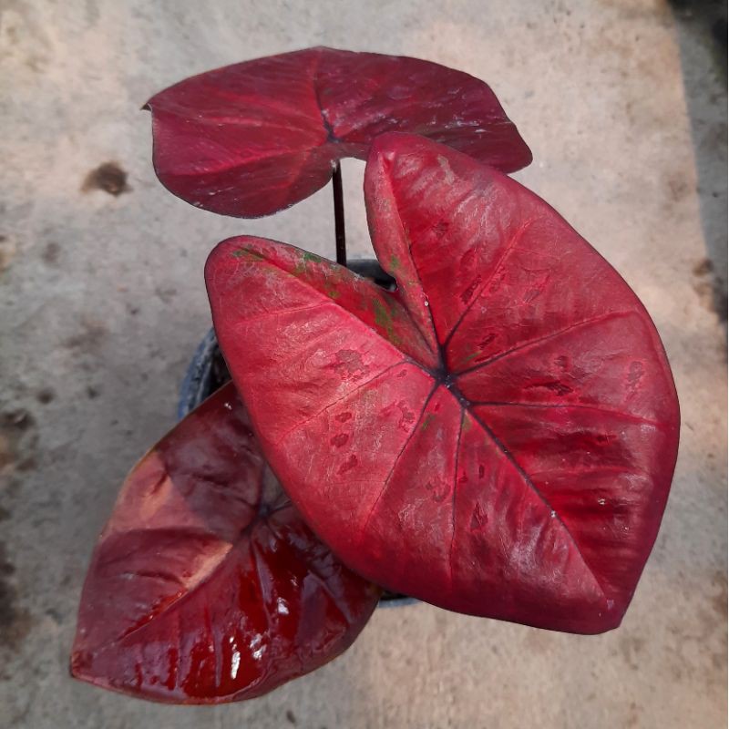 Caladium RED DRAGON Bibit Tanaman Hias Keladi Import