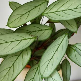 Tanaman hias calathea  ctenanthe setosa grey star 