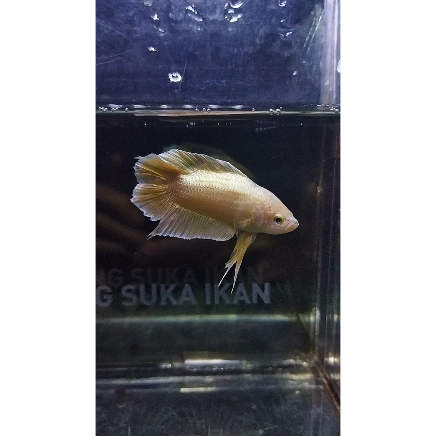CUPANG PLAKAT DOUBLE TAIL/DTPK/PKDT GOLD SIZE INDUKAN 100% REALPICT (DTGOLD1)