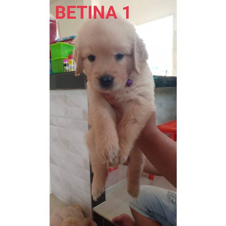 Golden Retriever Stb Vaksin Big Bone Long Hair Microchip Ready / Jual Anjing di Medan