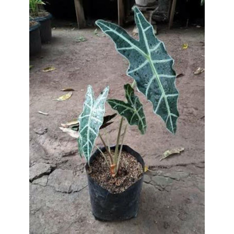 

keladi amazon