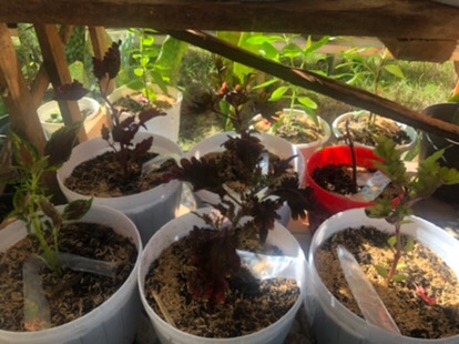 No 20 Tanaman Hias Miana/coleus/iler/jawer Kotok