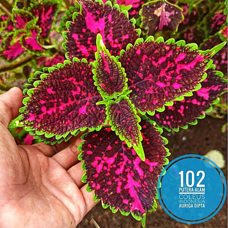 105//miana//coleus//jawer kotok//id aurigadipta