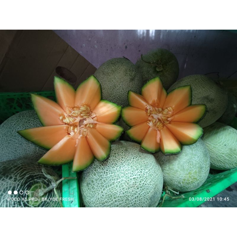 

melon Sakata
