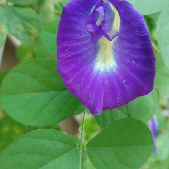 

Benih bunga telang (butterfly pea)