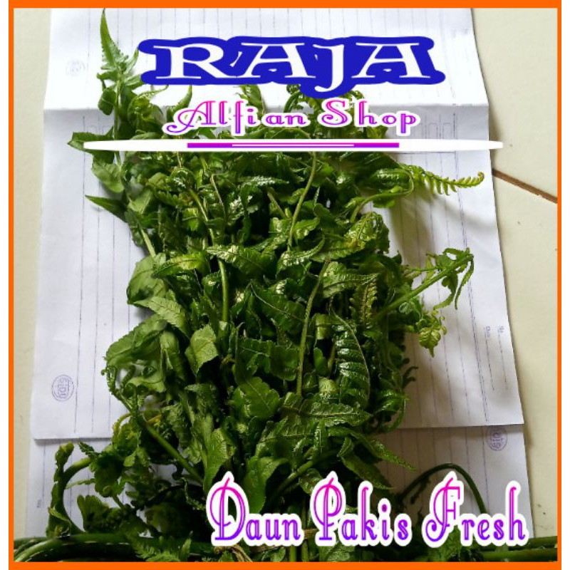 

Daun Pakis Sayur Fresh