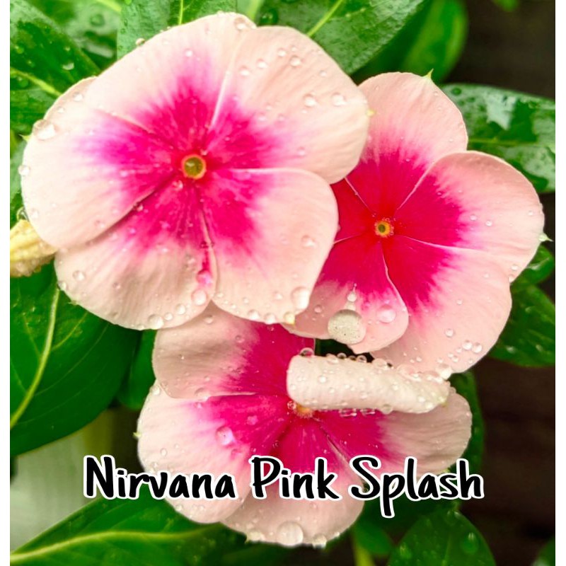 Vinca Nirvana Pink Splash