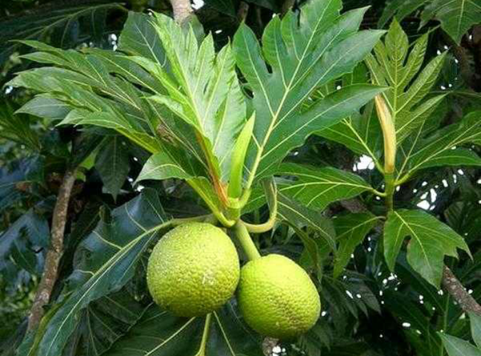 

DAUN SUKUN SEGAR 1KG (Artocarpus communis) Breadfruit