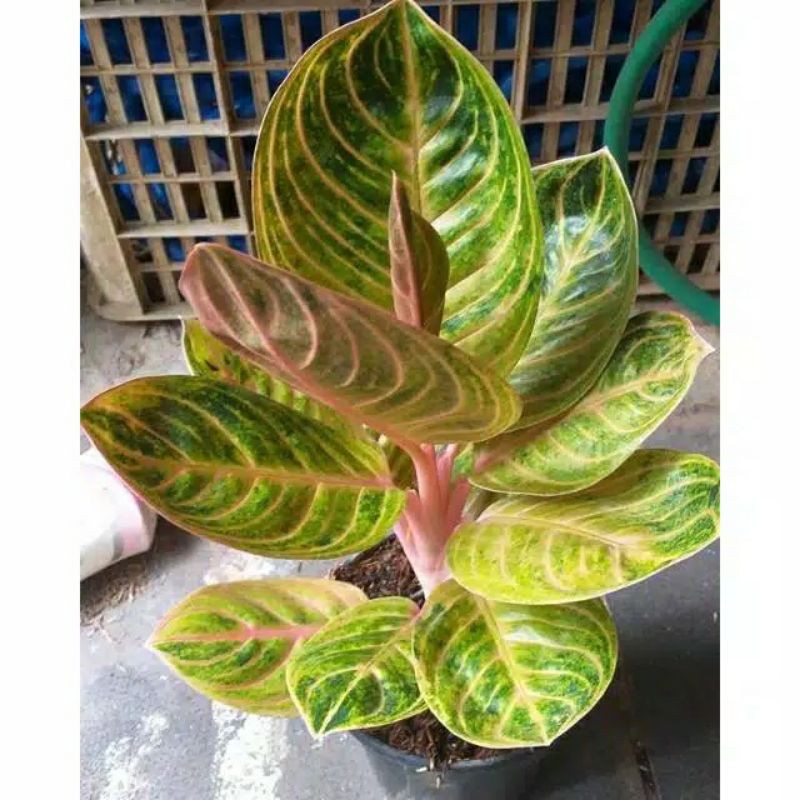 Aglonema bibit  rinjani asli