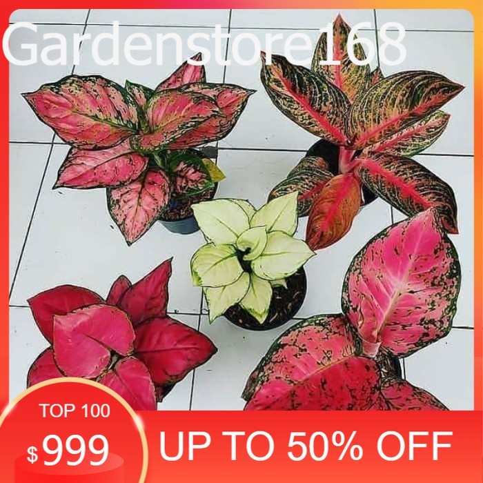 Promo Baru 5 Bibit Aglonema,red anjamani,red heart,widuri,super white,red sumatra