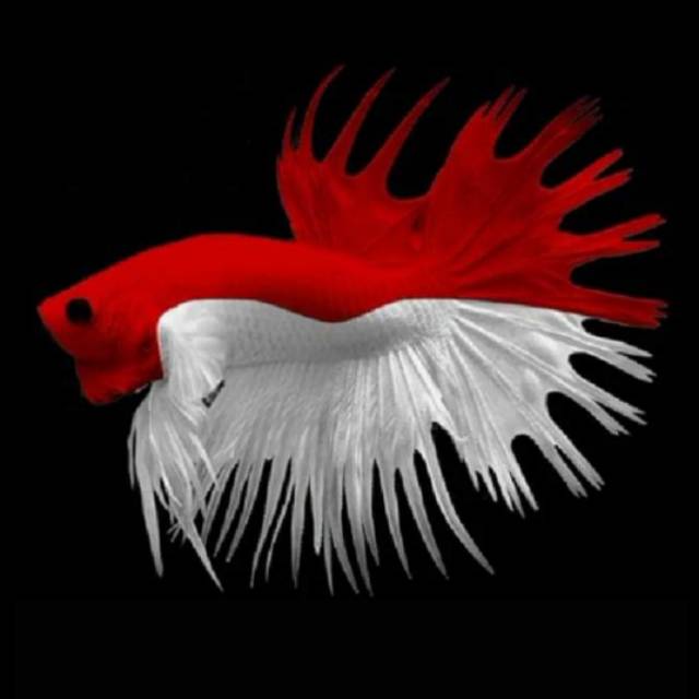 Cupang crown tail motif bendara Indonesia (Merah Putih)
