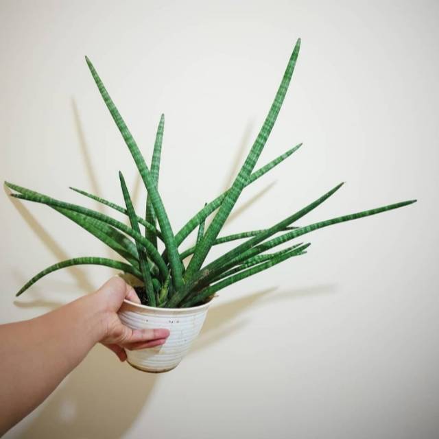 Tanaman Hias Sensivera Tombak Raja Sensivera Lidah Mertua Shopee