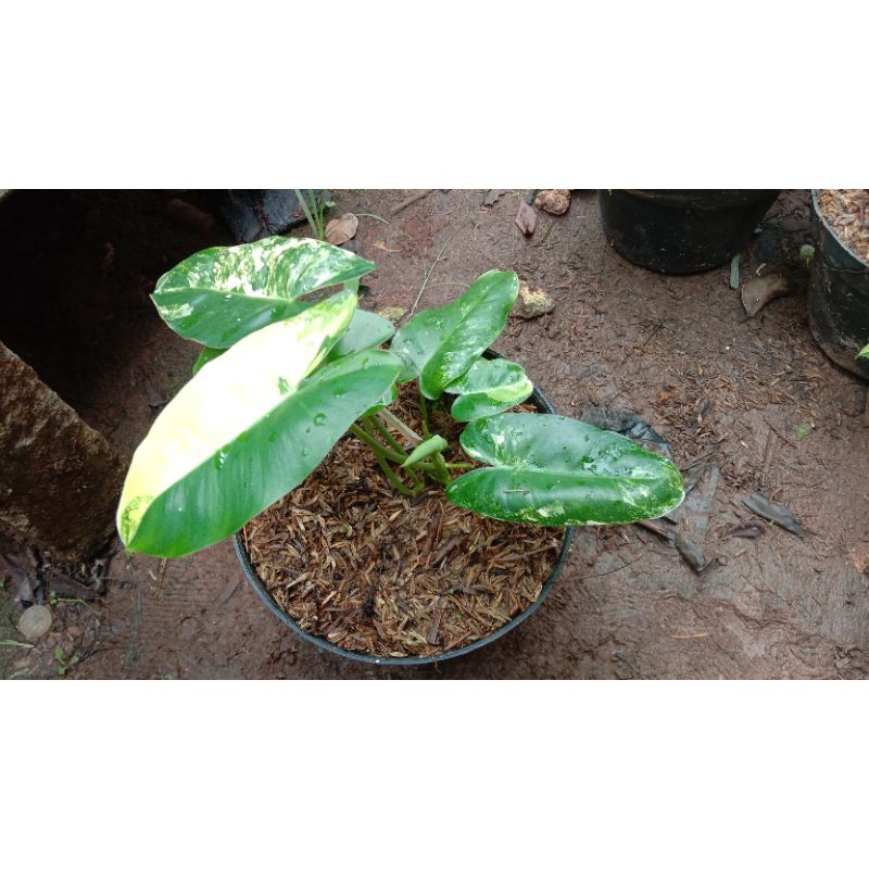 Jual Tanaman Hias Philodendron Burlemarx Varigatabrekele Varigatahome Plant Shopee Indonesia 2752