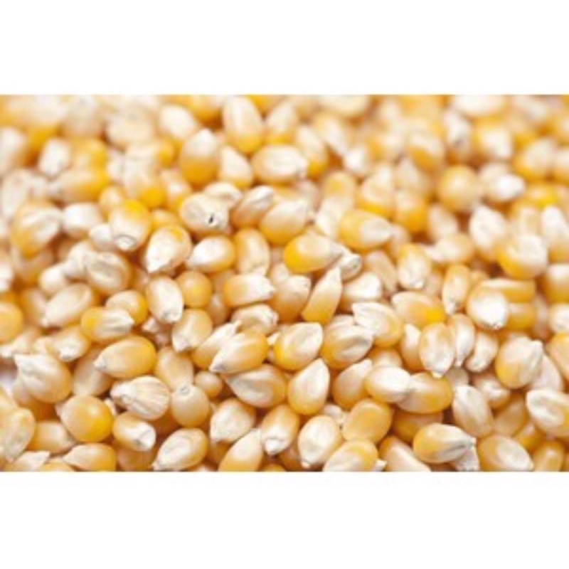 

Jagung Popcorn 250 Gram